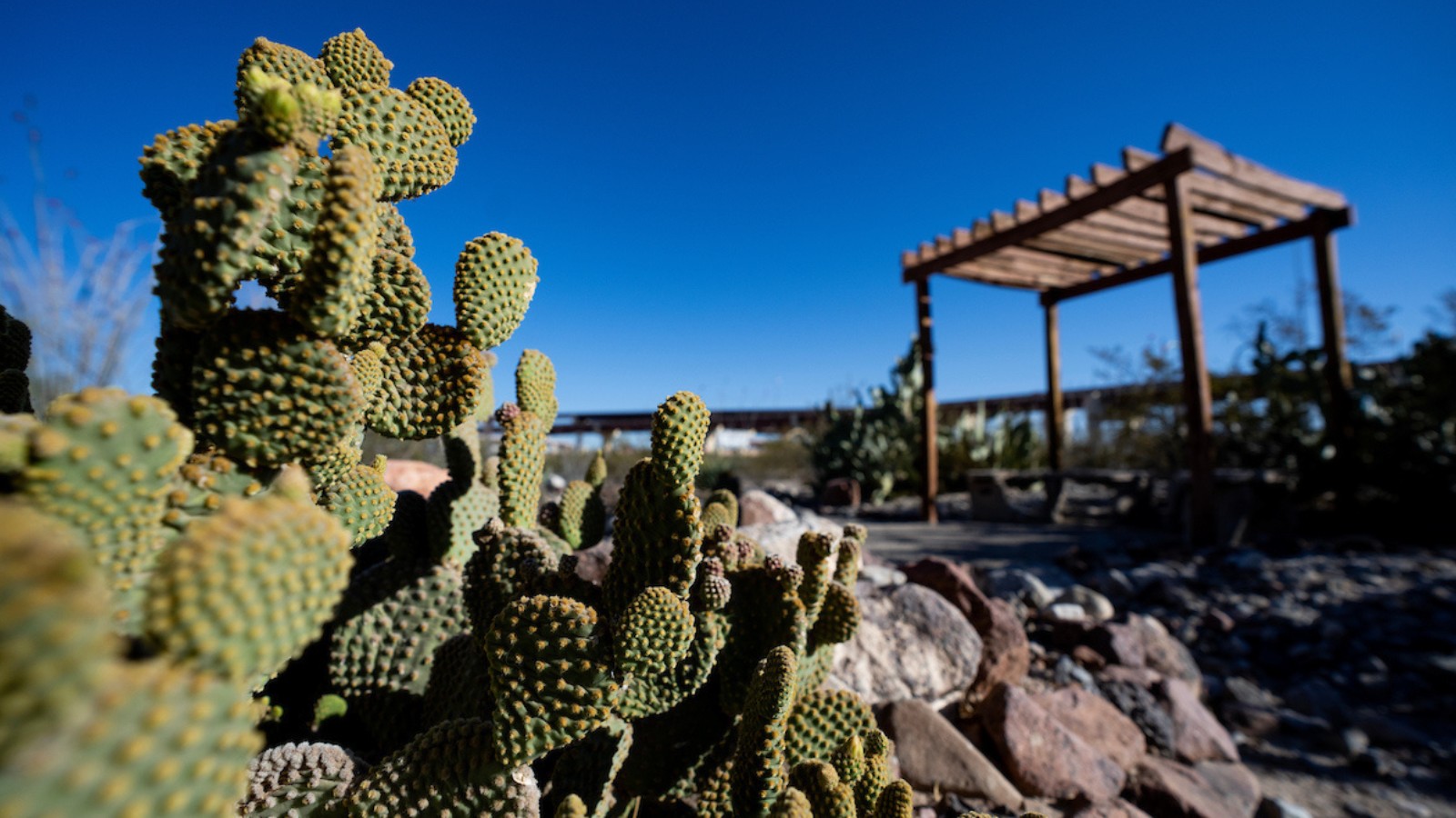 A close-up of a large cactus with many pads clustered together and a wooden arbor out of focus in the background