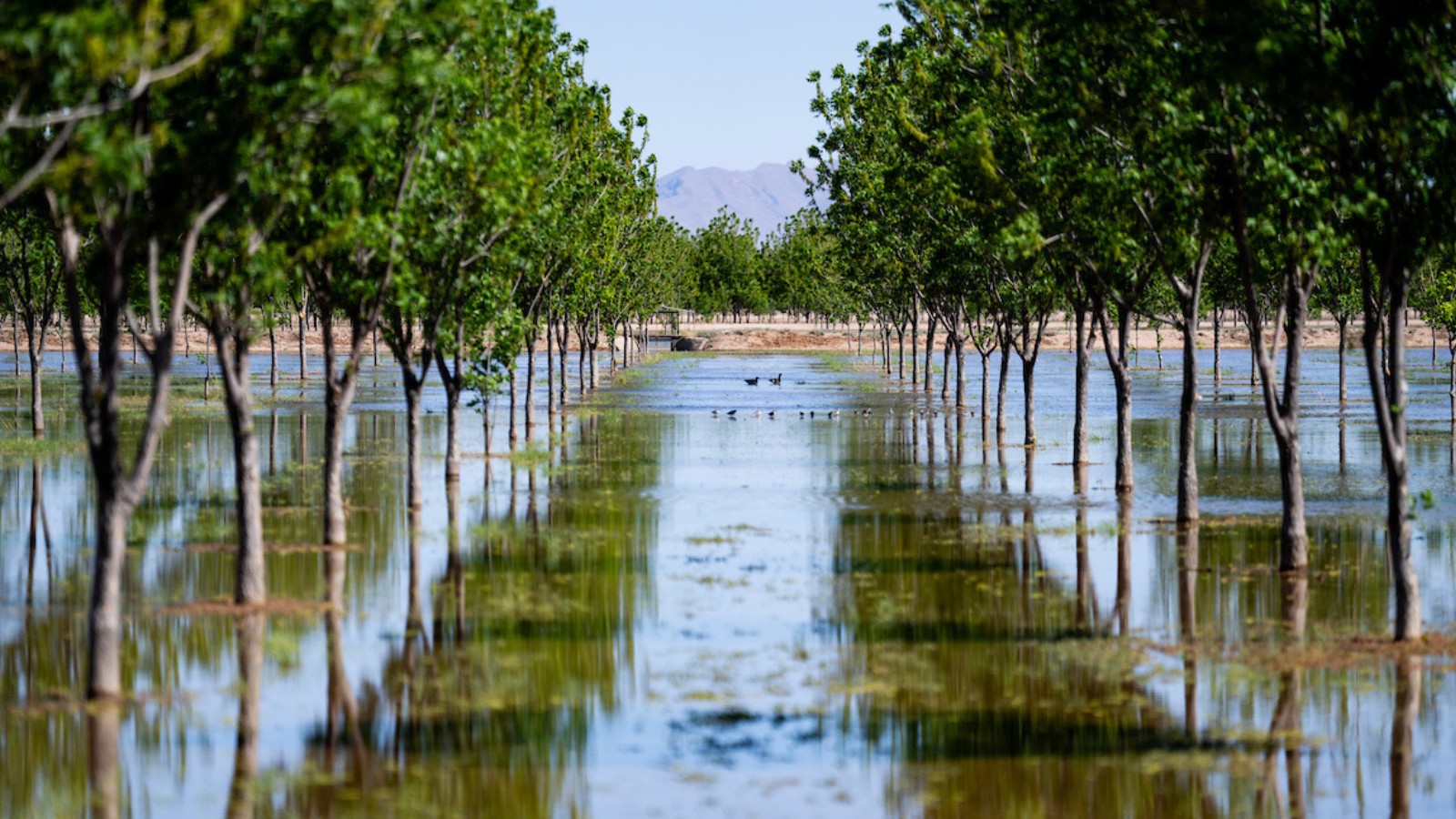 A row of young trees in a flooded irrigation system with ducks swimming between the trees