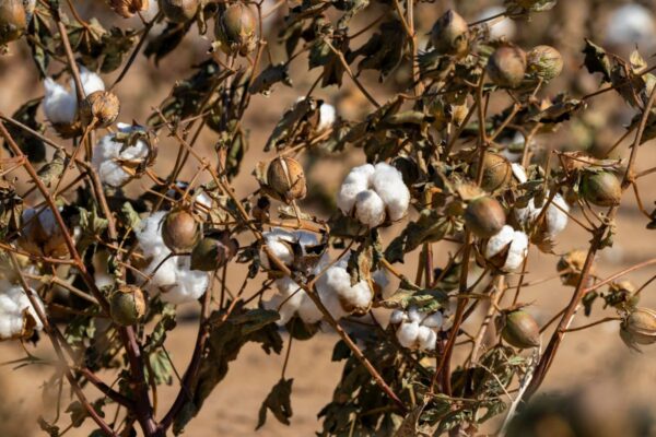 Cotton bolls close up on a dry plant