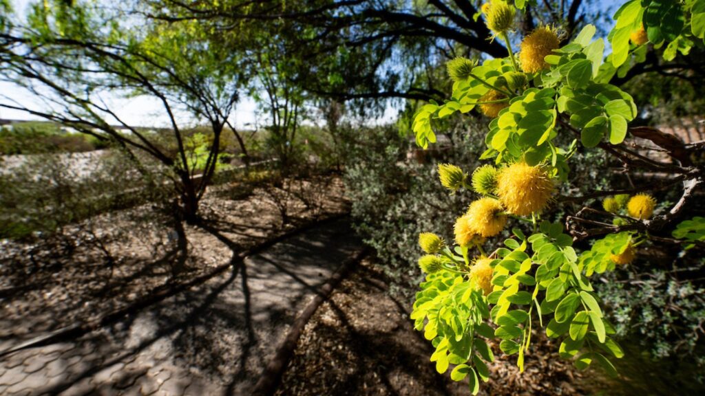 A vibrant cluster of leaves and branches close-up with a paved walkway out of focus in the background