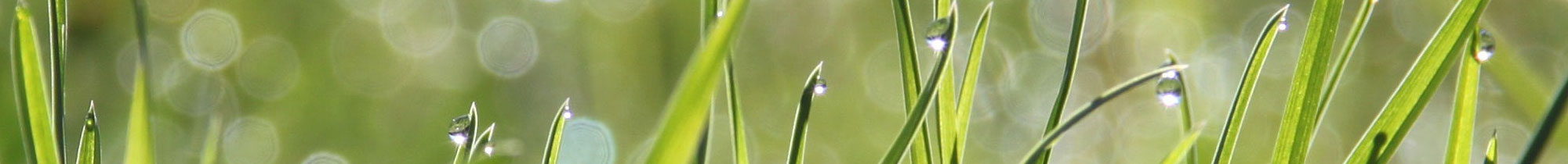 Photo of dew